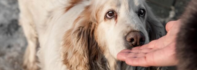 why-do-dogs-sniff