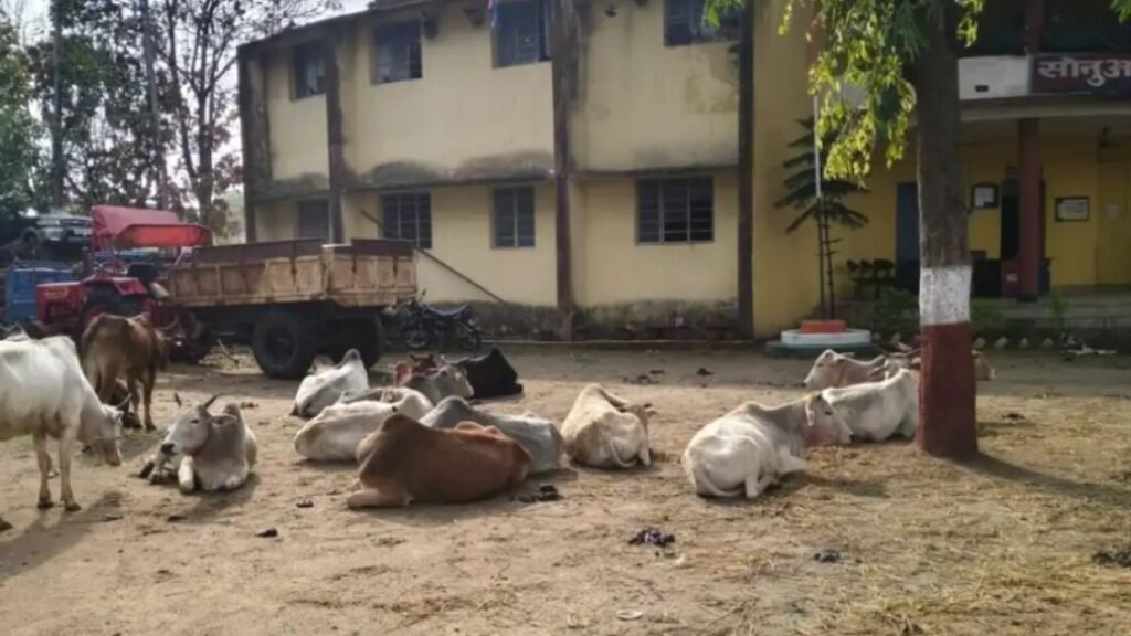 Chaibasa Cattle Smuggling Busted