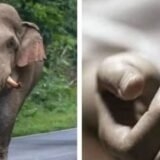 Koderma Elephant Attack : कोडरमा जिला मुख्यालय तक पहुंचा हाथियों का खौफ, महिला समेत दो को कुचलकर मार डाला, शहर में दहशत