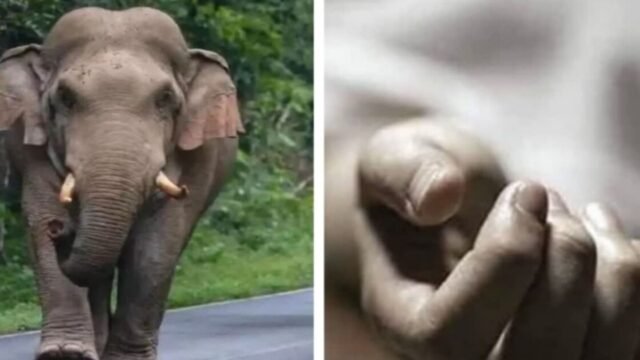 Koderma Elephant Attack