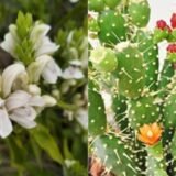 Jamshedpur Greenery Loss : कंक्रीट के जाल में आधुनिकता की भेंट चढ़ रहे औषधीय पौधे, लुप्त हो रही ‘घरेलू औषधालय’ की परंपरा