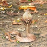 “टाटानगर रेलवे स्टेशन पर मचा हड़कंप: प्लेटफॉर्म के पास दिखा कोबरा, यात्रियों में दहशत”