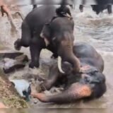 fight between elephants in Karnataka’s submerged camp: कर्नाटक के डूबे कैंप में हाथियों की खूनी लड़ाई, भारी भरकम हाथी के नीचे दबने से महिला की मौत; बच्चा बाल-बाल बच्चा